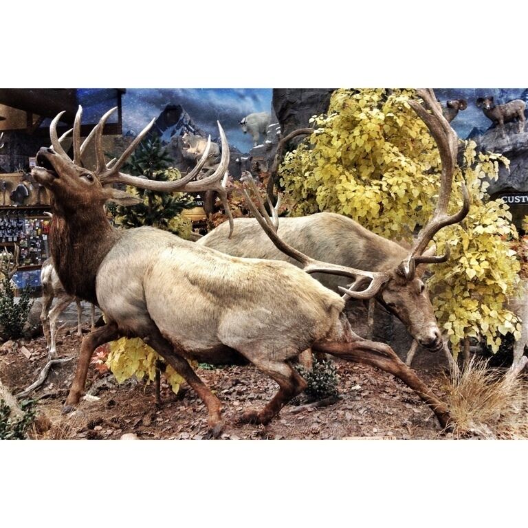 Sidney, NE, home of Cabela's World Headquarters. The store here has a pretty amazing taxidermy display. Including grizzly bears, polar bears, mountain goats, and even an African elephant. If in or passing through Sidney, definitely check this place out. 