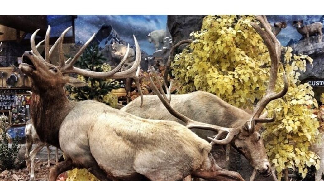 Sidney, NE, home of Cabela's World Headquarters. The store here has a pretty amazing taxidermy display. Including grizzly bears, polar bears, mountain goats, and even an African elephant. If in or passing through Sidney, definitely check this place out.