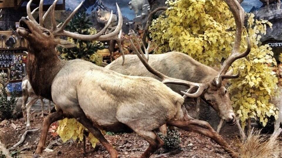 A taxidermy elk in a naturalistic setting with a backdrop of a rocky landscape and autumn foliage.