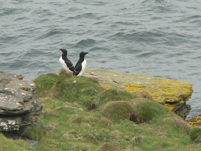 Razorbills.