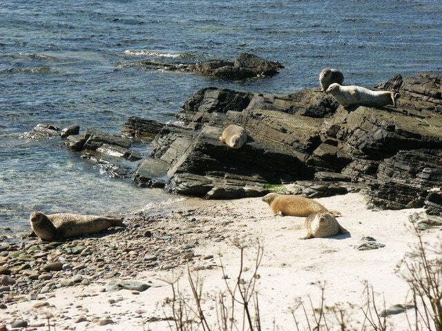 A rocky shoreline with sea lions resting on the rocks and sand.