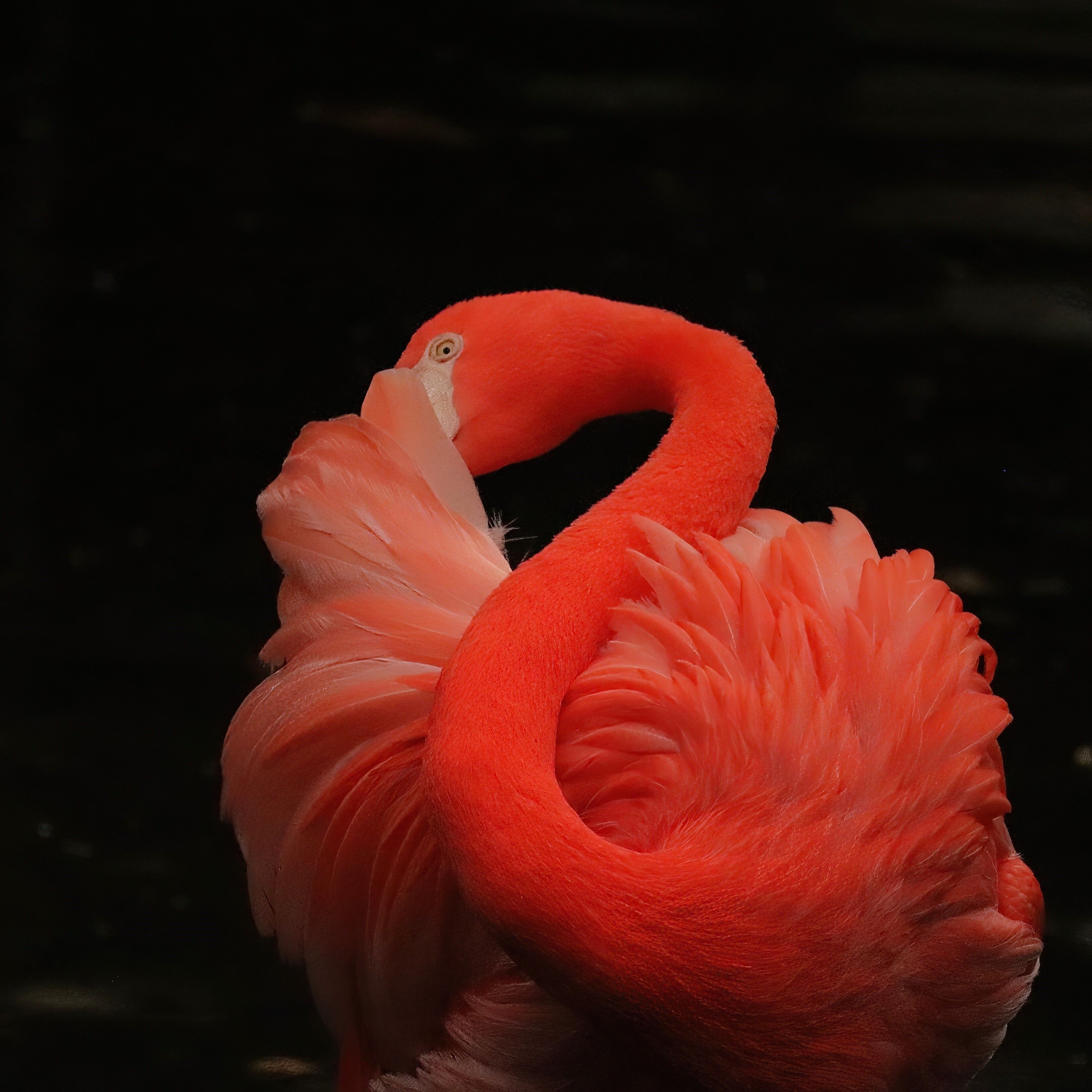 Close-up de um flamingo com penas cor-de-rosa e pescoço curvado.