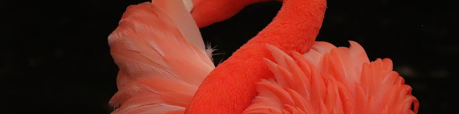 Close-up de um flamingo com penas cor-de-rosa e pescoço curvado.