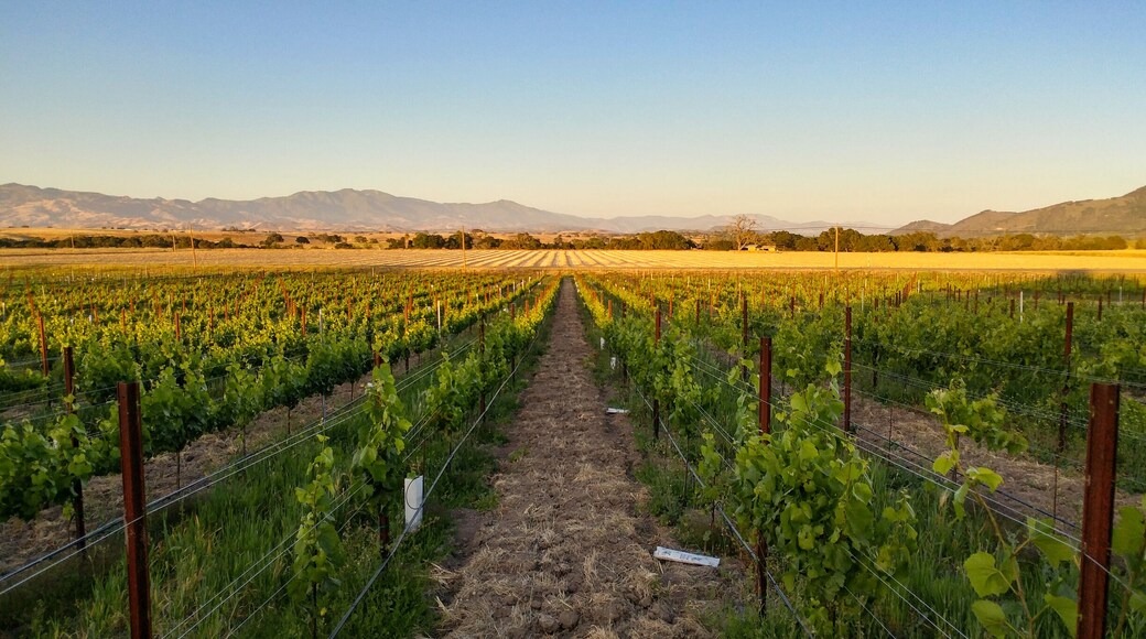 Blue skies, green vines, golden sun, fun times. #SpringFun