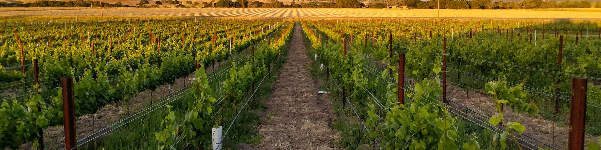 Blue skies, green vines, golden sun, fun times. #SpringFun
