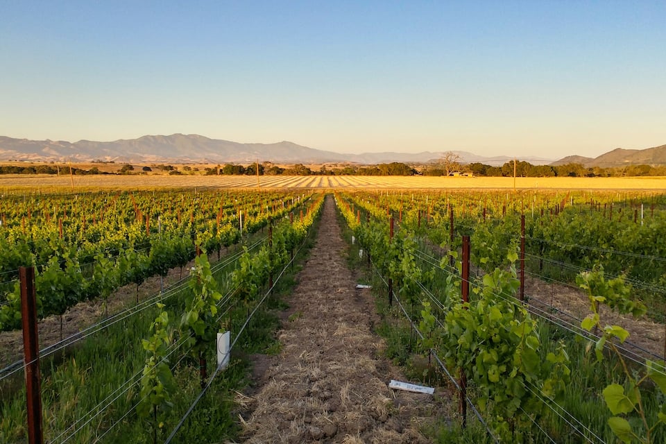 A vineyard with rows of grapevines extending towards a mountain range.