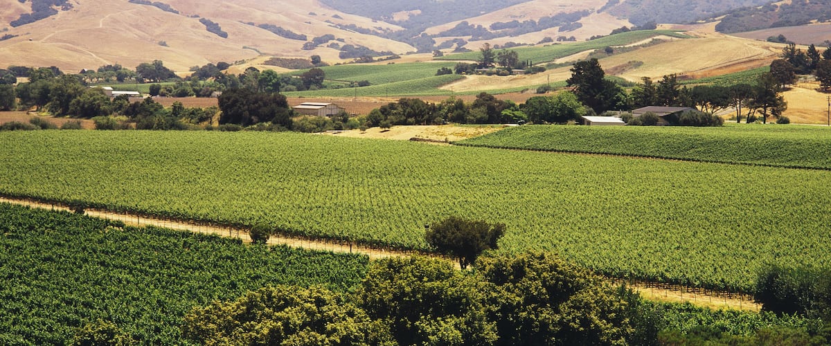 A vineyard with rows of grapevines and rolling hills in the background.