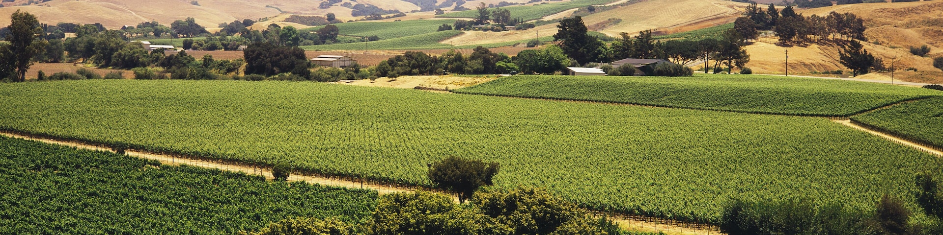 A vineyard with rows of grapevines and rolling hills in the background.