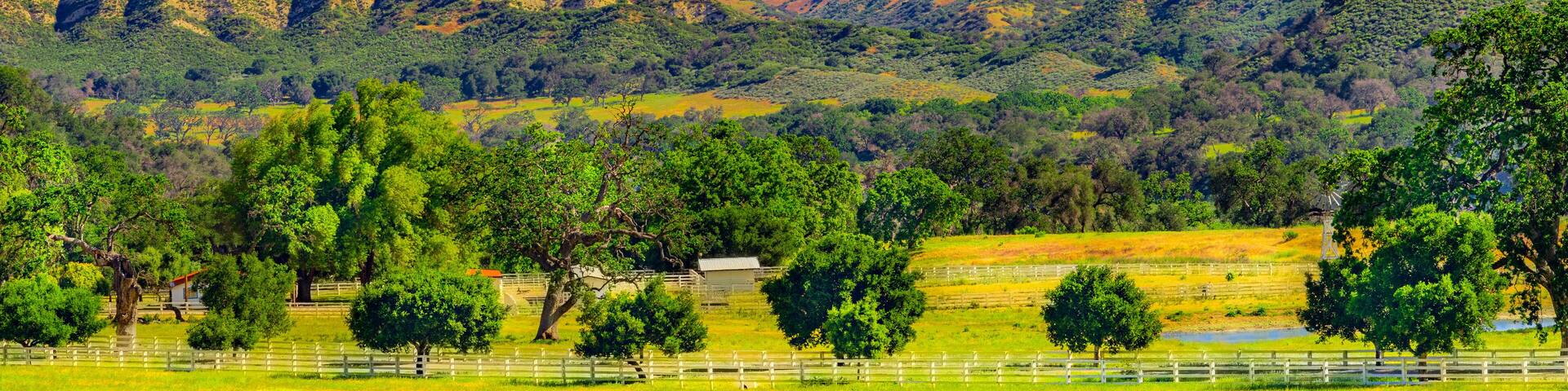 Oak trees grow in the peaceful Santa Ynez Mountains valley, in Santa Barbara California