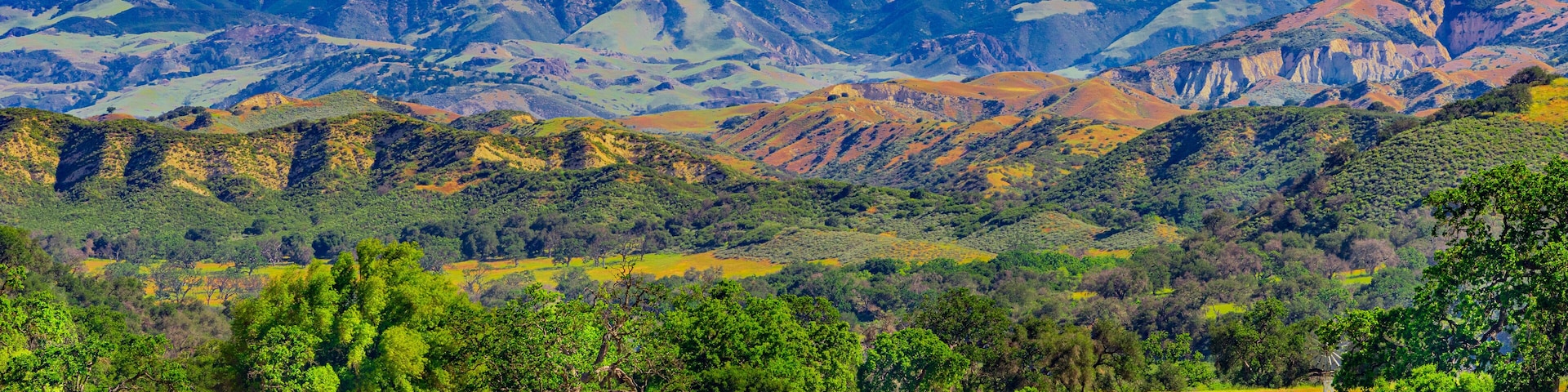 Oak trees grow in the peaceful Santa Ynez Mountains valley, in Santa Barbara California