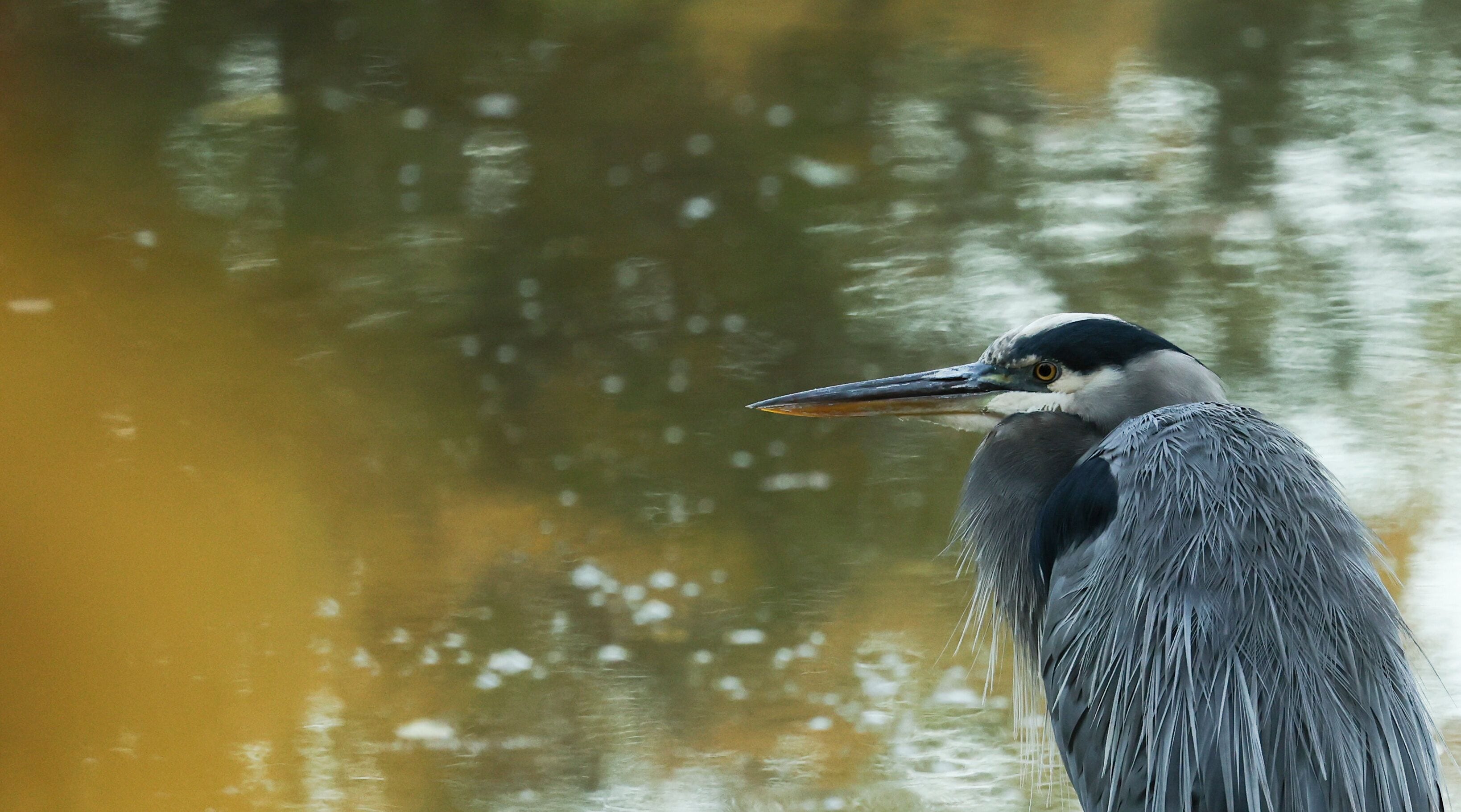 A heron with a long neck and sharp beak, standing by a body of water with a blurred background of trees.