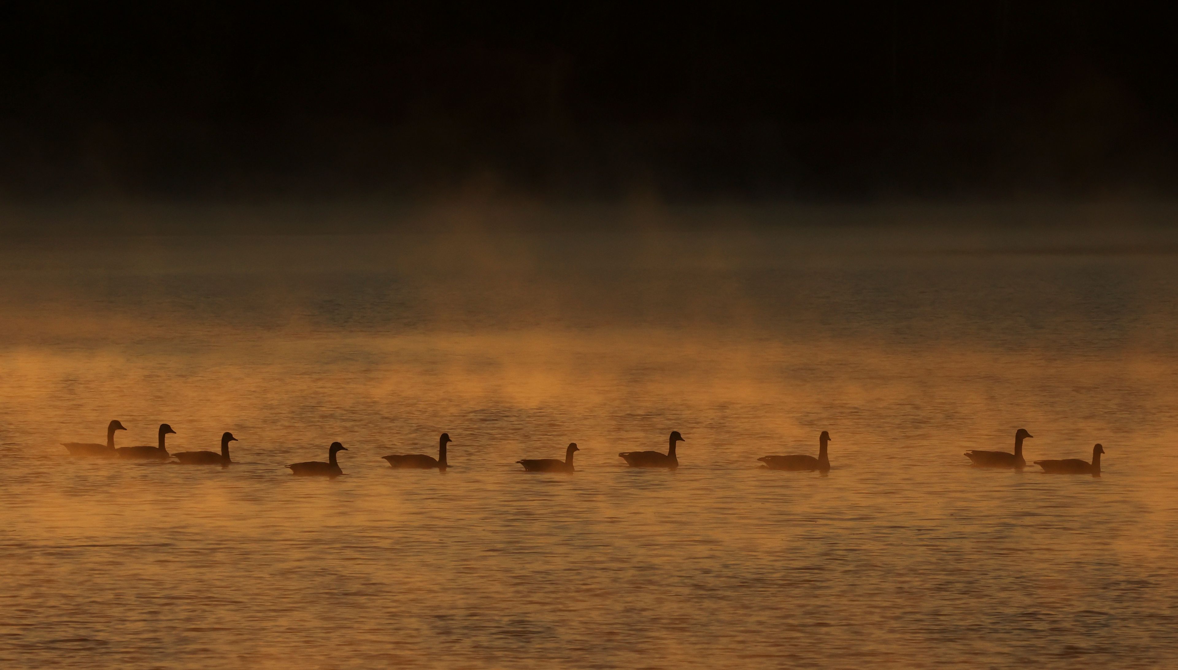 A group of ducks swimming in a body of water at sunrise.