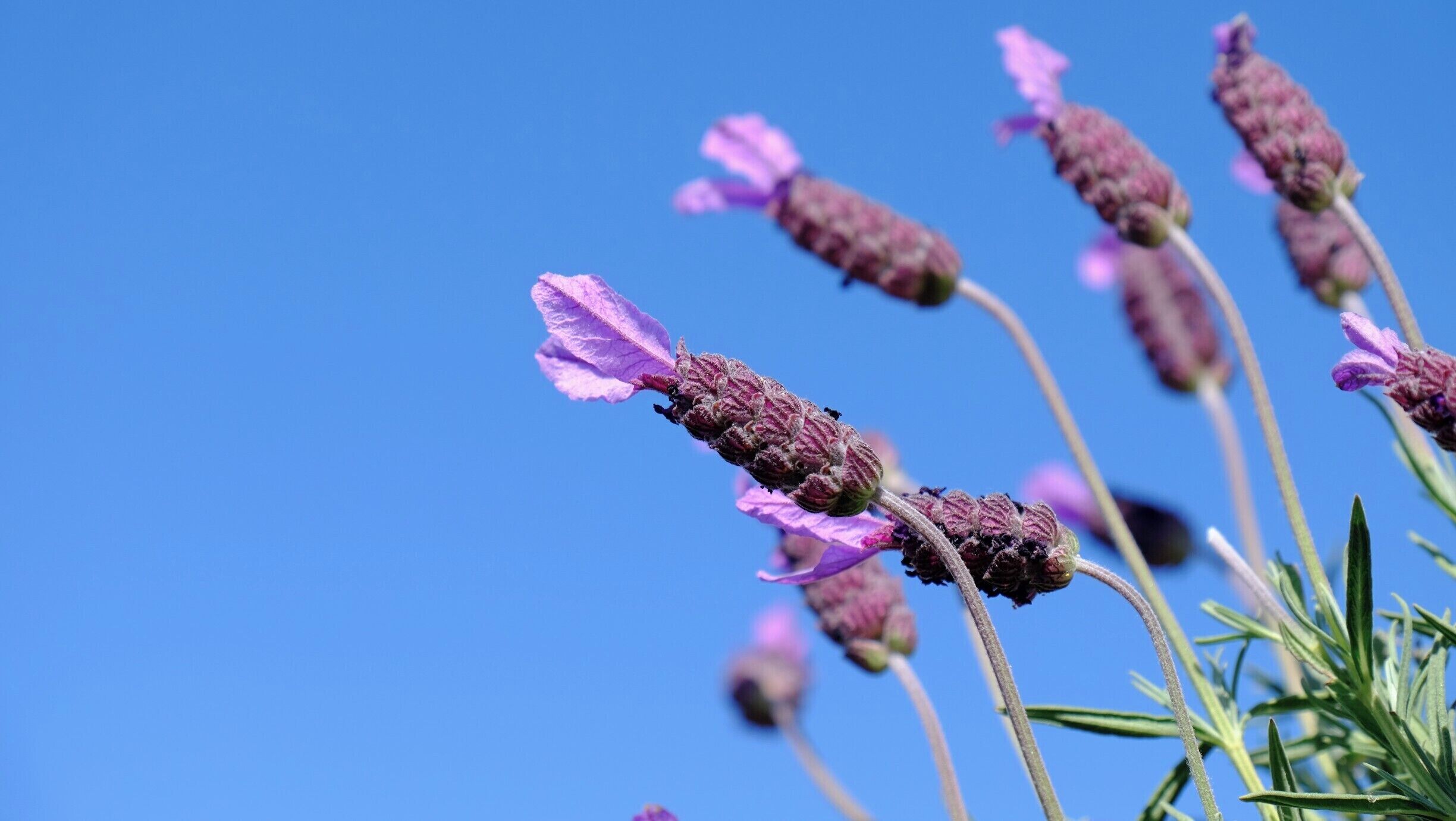 Lavender plants with purple flowers against a clear blue sky.