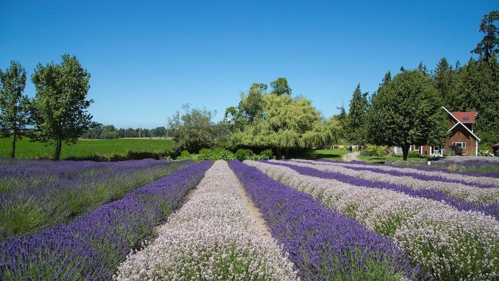 Lavender farm in Sequim, Wasington, USA; Shutterstock ID 627797156