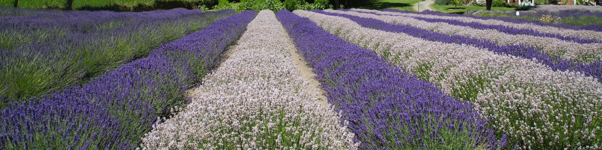 Lavender farm in Sequim, Wasington, USA; Shutterstock ID 627797156