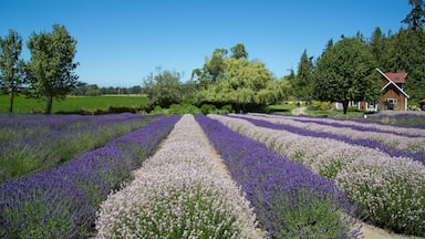A lavender field with a house and trees in the background.
