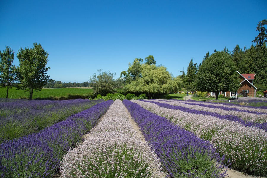 Lavender farm in Sequim, Wasington, USA; Shutterstock ID 627797156