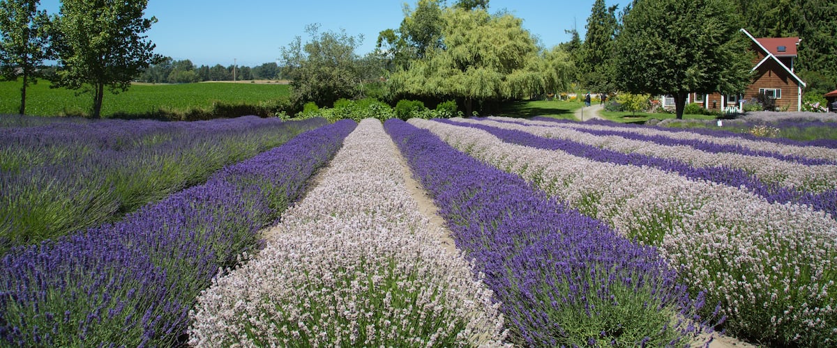 Lavender farm in Sequim, Wasington, USA; Shutterstock ID 627797156