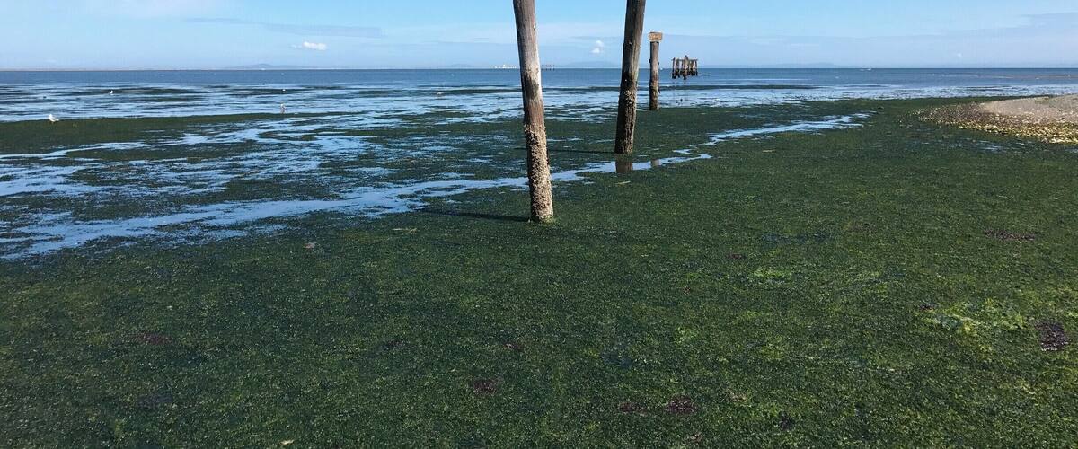 A beach with wooden posts and a distant pier.
