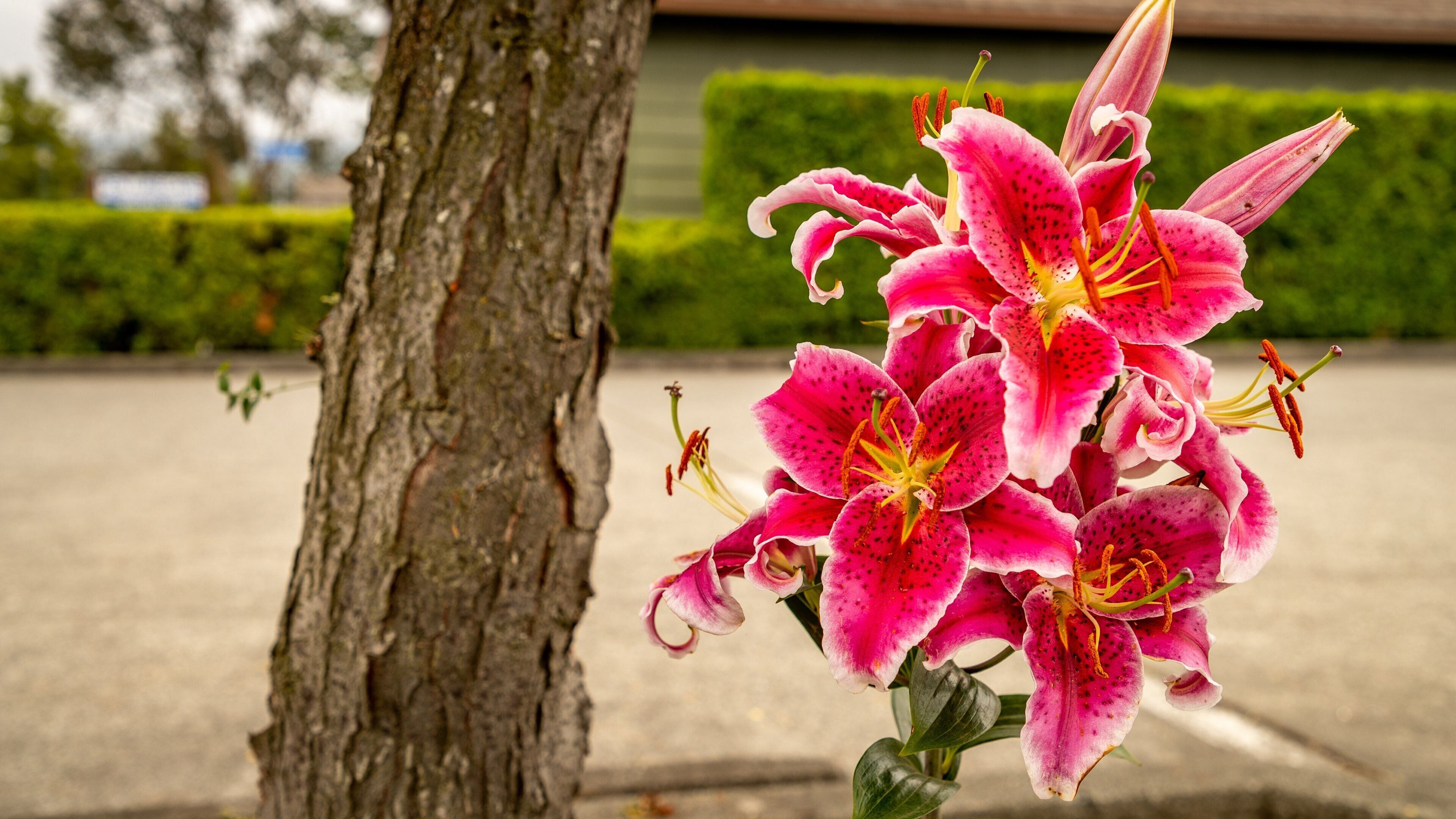 Sequim featuring flowers