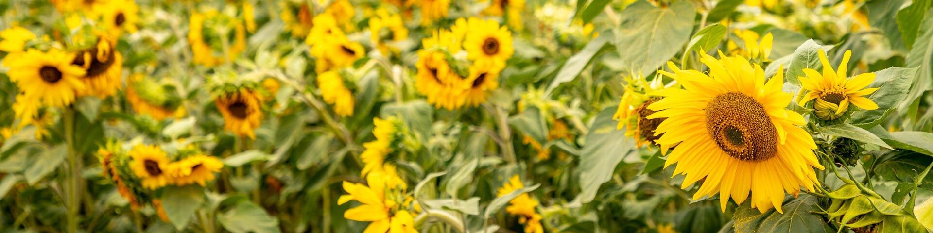 Sequim which includes flowers and farmland