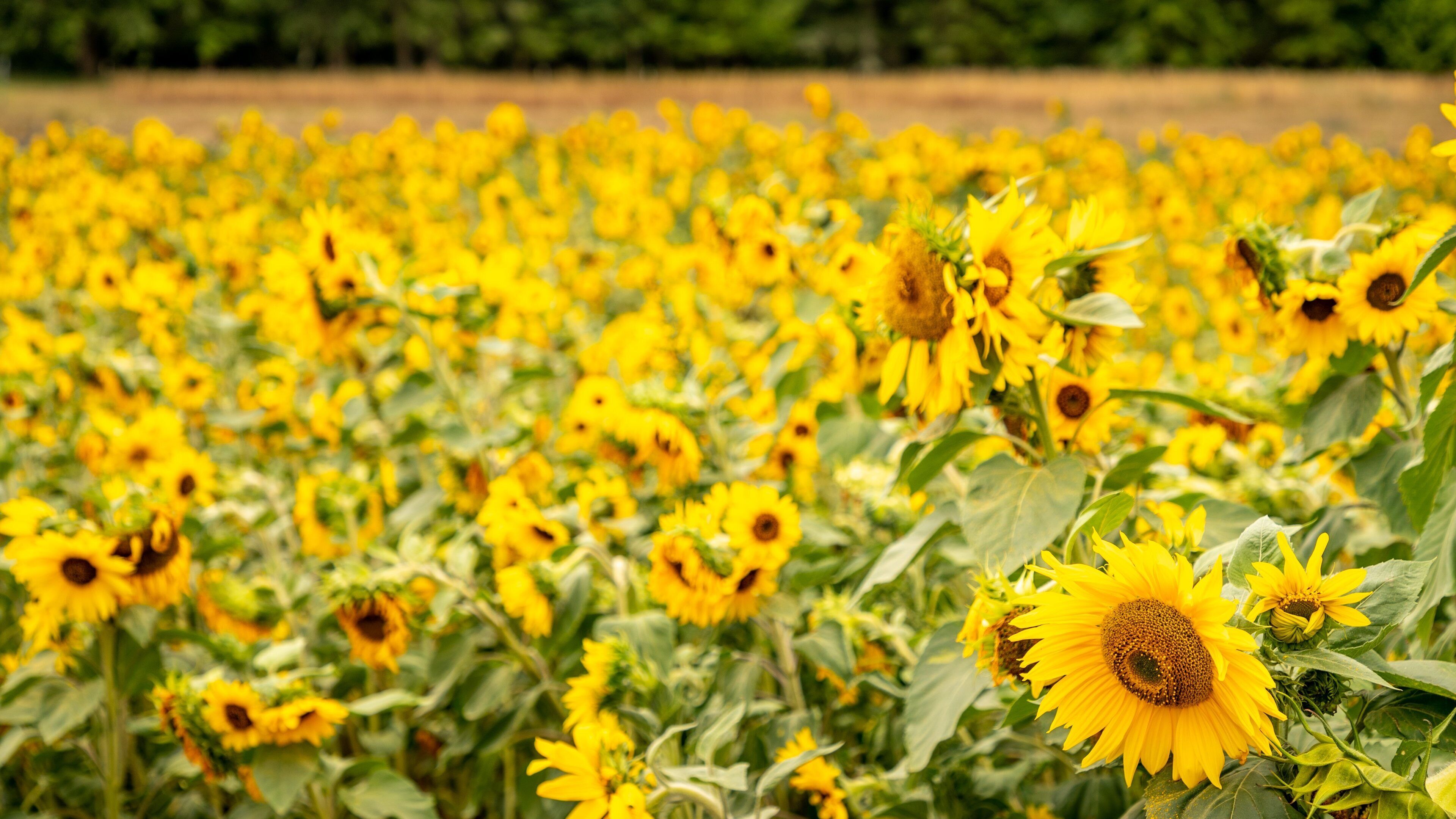 A field of sunflowers with green foliage and a distant treeline.