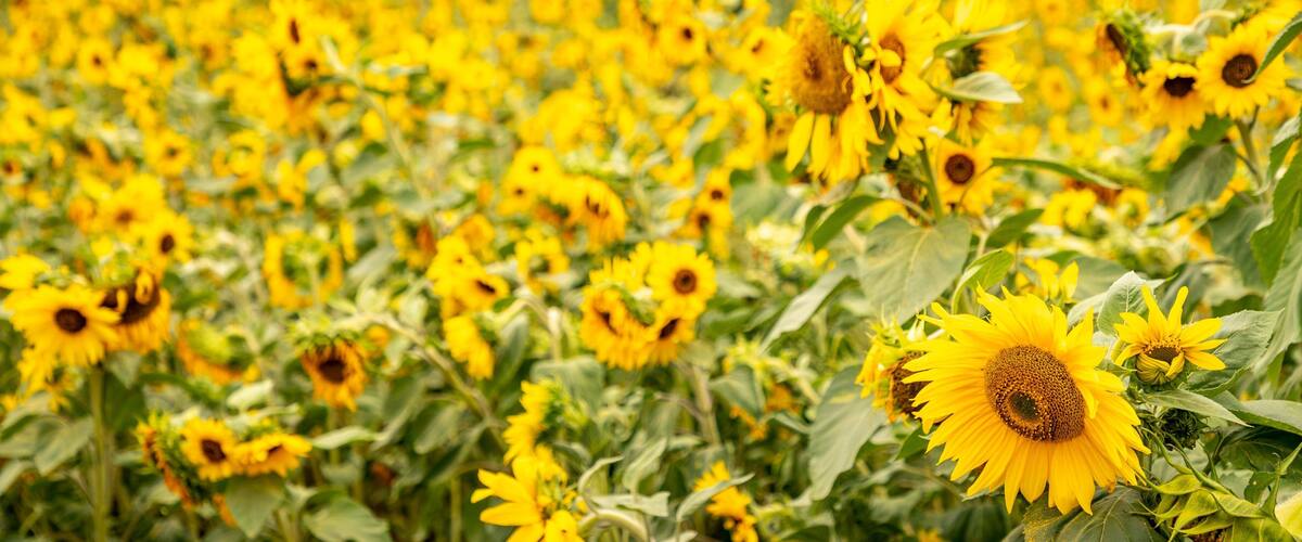 A field of sunflowers with green foliage and a distant treeline.