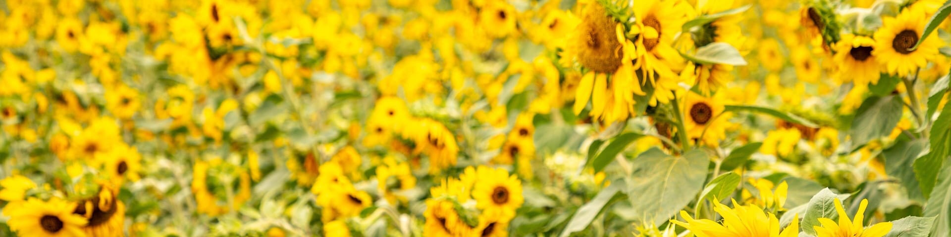 A field of sunflowers with green foliage and a distant treeline.
