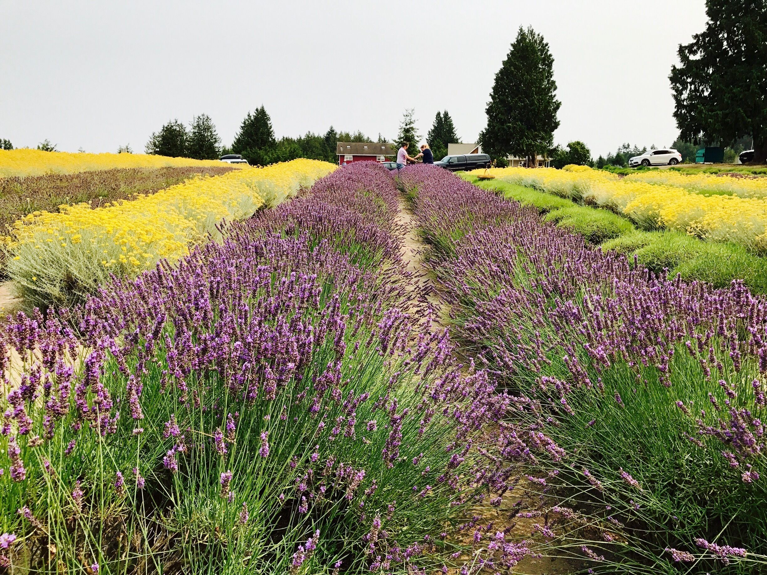 A lavender field with a path and people walking.