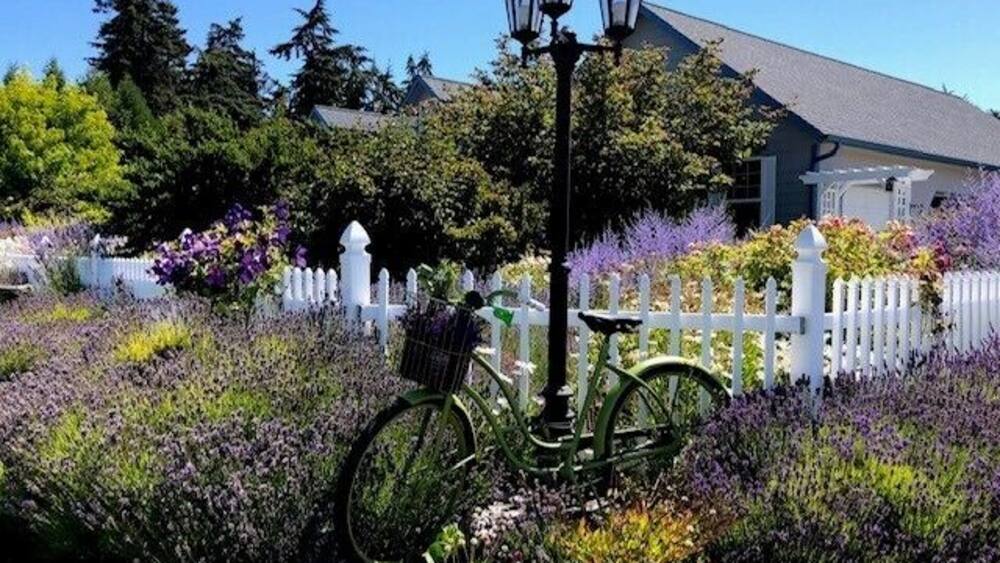 A garden with a bicycle, a white picket fence, and a house in the background.