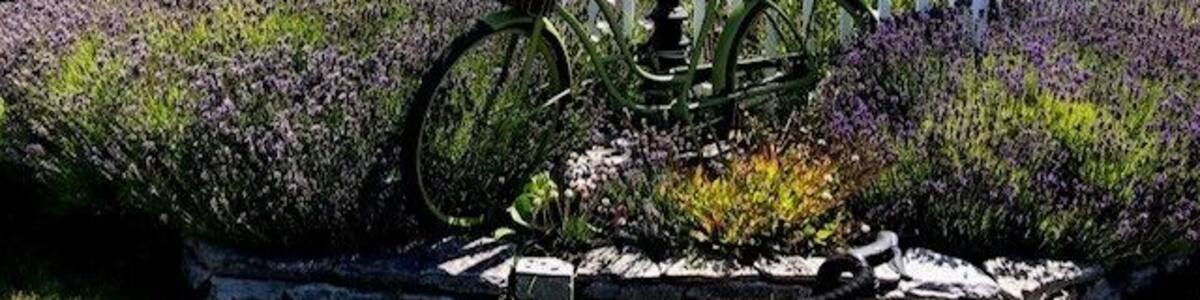 Ein Garten mit einem Fahrrad, einem weißen Zaun und einem Haus im Hintergrund.