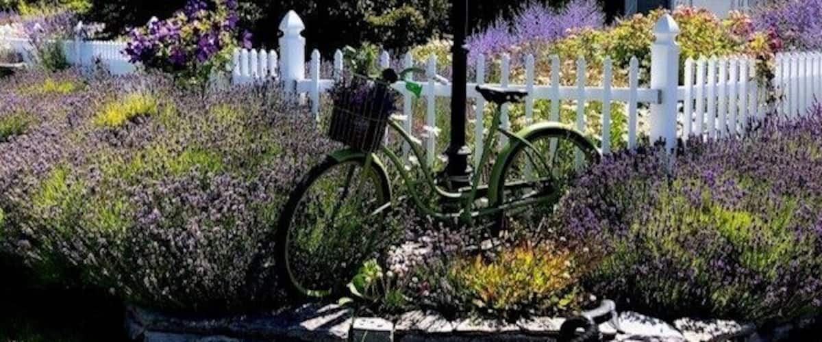 A garden with a bicycle, a white picket fence, and a house in the background.
