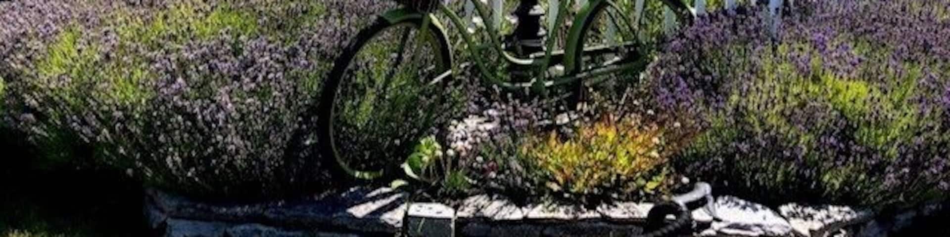 A garden with a bicycle, a white picket fence, and a house in the background.