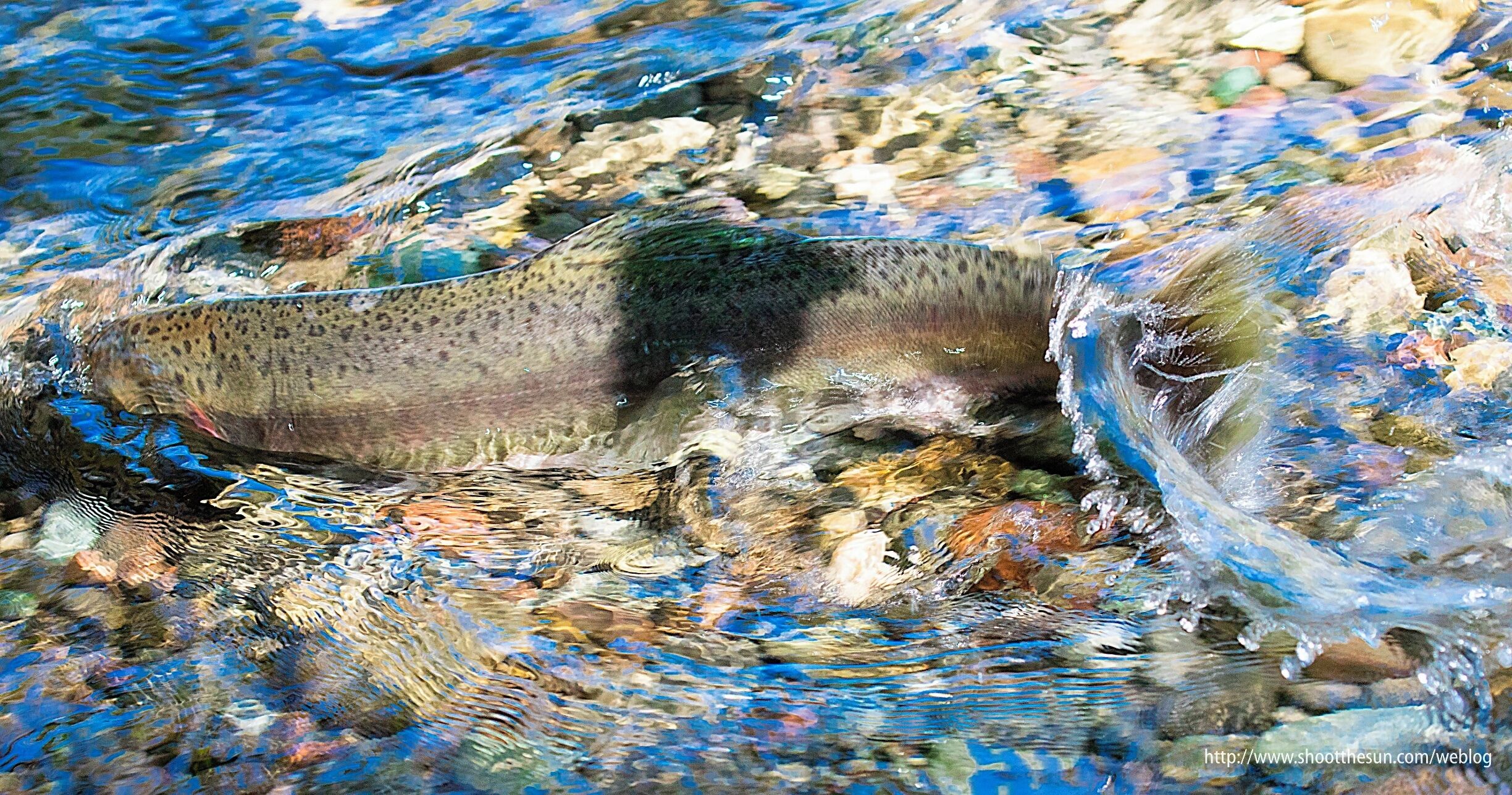 The salmon were running while we were at Sequim, and in this extremely dry year, a lot of them weren't getting very far.

I ran across a group which had puddled in a shallow depression on one bank of the river, and it was absolutely clear that they were never going to get out.

You think of the titanic struggle these creatures have to endure over the hundreds of miles that bring them back to this place, and at the end, it is only the blindest of luck that allows them to finish their journey.

But they are compelled to do so from birth, and the choice is not theirs to make.

The temptation is great to adopt it as a metaphor for the whole stinking lot of us, but that just cheapens the thing.

This is their struggle, pure and simple.  What defines them and governs their survival.

I took it in somberly, and with a little awe, knowing full well I was essentially watching them die.