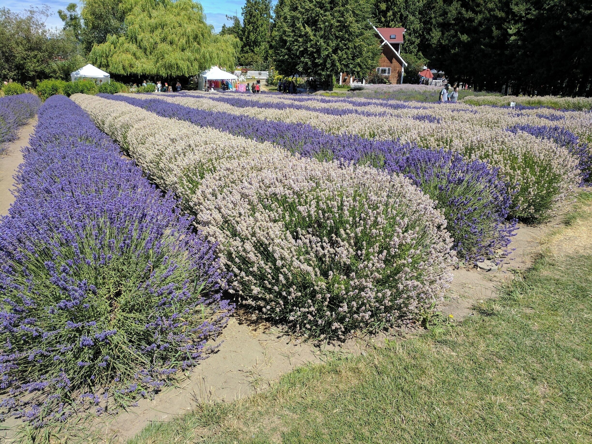 A lavender field with a white tent and a red-roofed building in the background.
