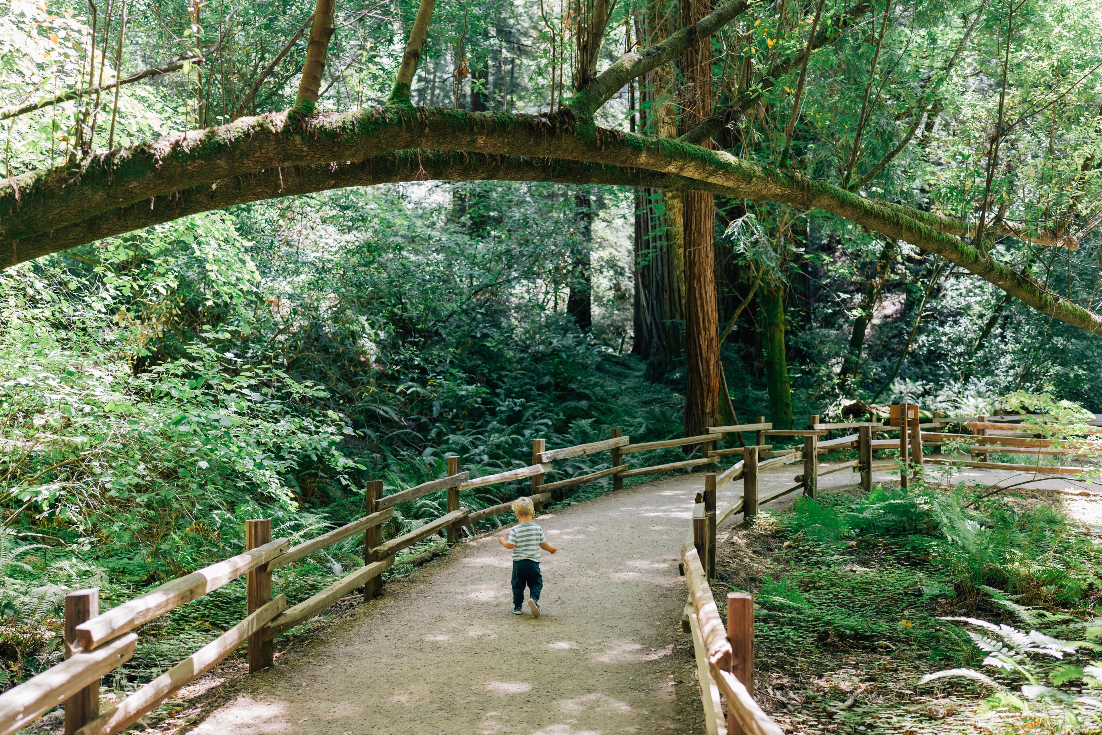 A forested area with a dirt path, wooden bridge, and dense greenery.