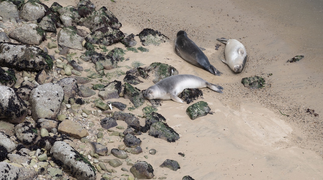 Point Reyes elephant Seals basking in the sun, viewed from above