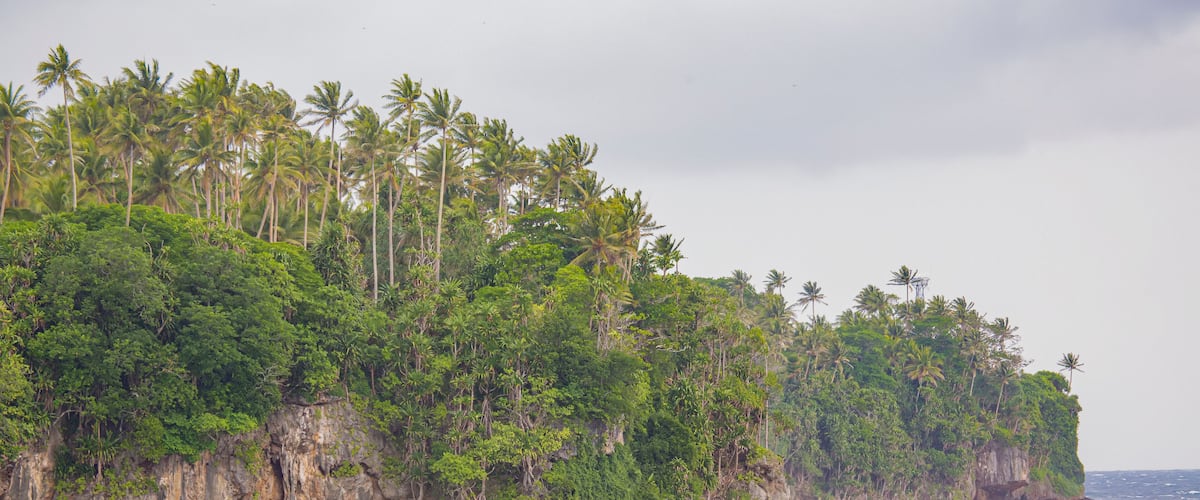 A coastal landscape with a rocky cliff, dense palm trees, and the ocean.