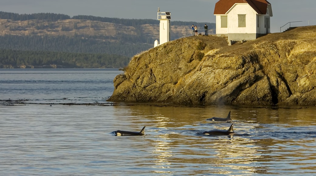 Killer Whales, Stuart Island, San Juan Islands, Washington.