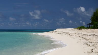 Denis island aux Seychelles