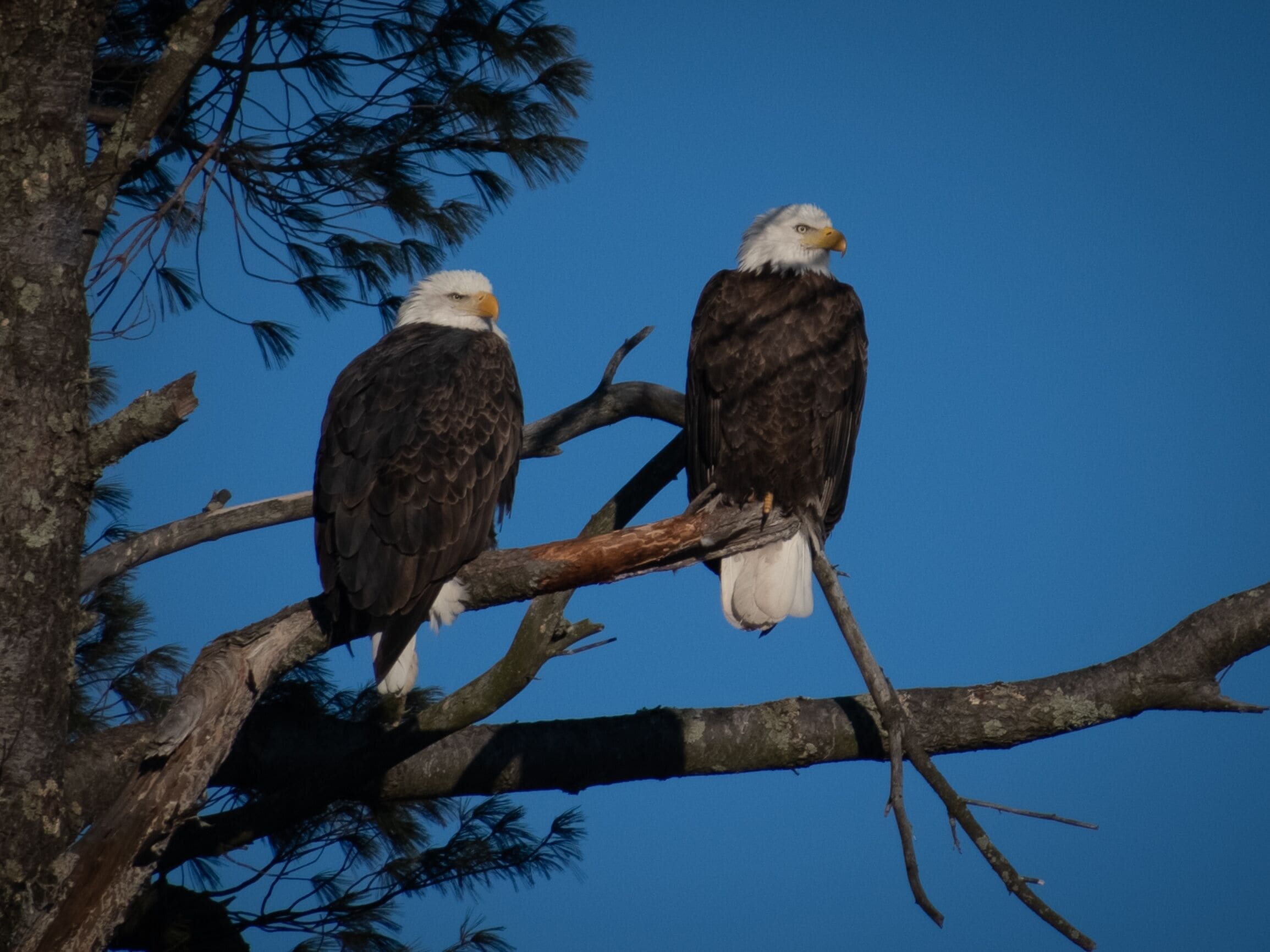 bald eagles on a tree branch in stevens point wisconsin