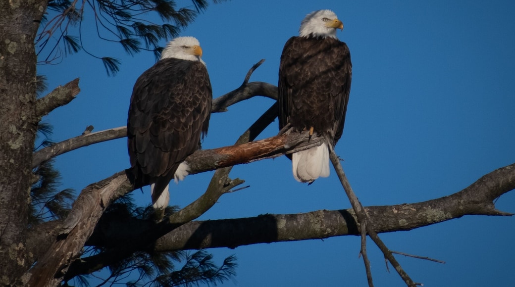 bald eagles on a tree branch in stevens point wisconsin