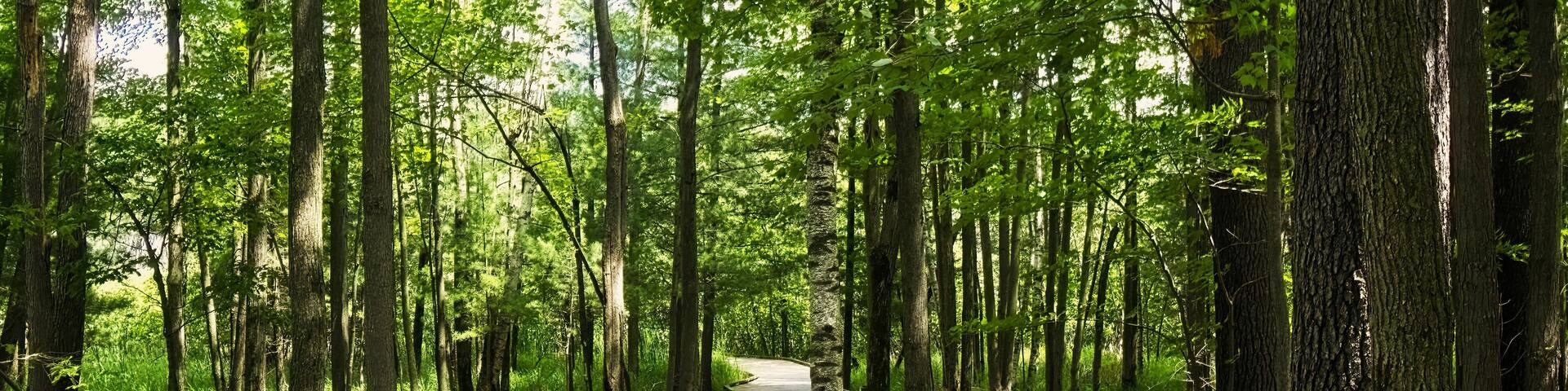 A wooden boardwalk winding through a dense forest with tall trees and lush greenery.