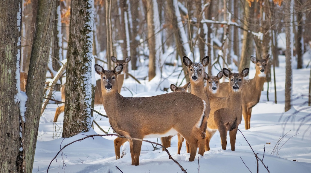 deer in snow in winter in stevens point wisconsin