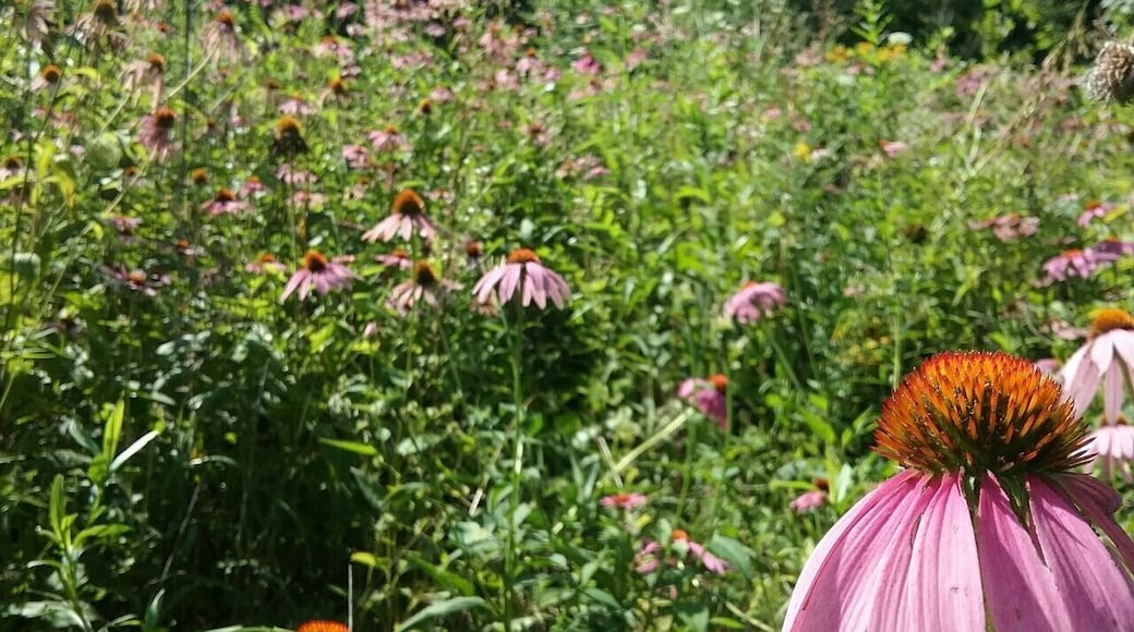 Wildflowers growing beside the trail at beautiful Bluffwoods.