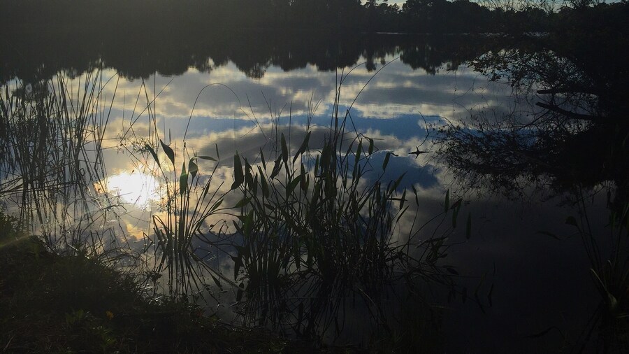An early morning trek through Halpatiokee on my last visit back home. The stillness is amazing and if you're lucky there is all sorts of wildlife to see!