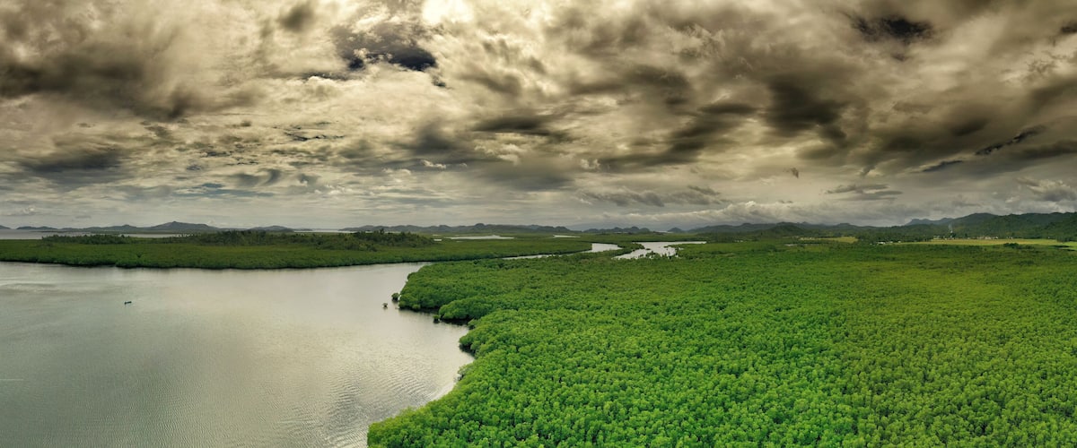 A coastal mangrove forest with a river.
