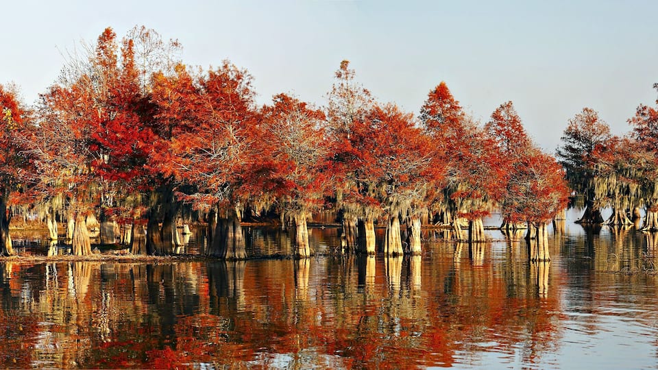 A serene lake with trees reflecting in the water, surrounded by a forest of tall, slender trees with autumn foliage.