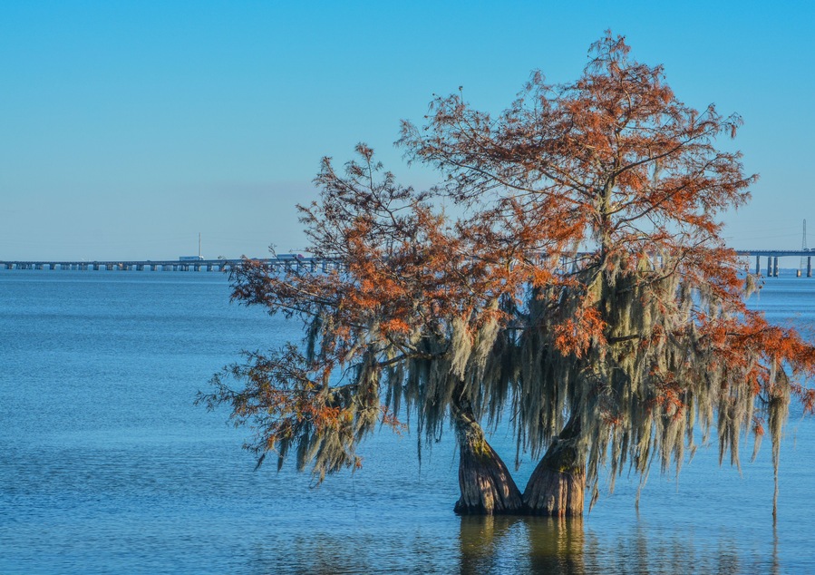 Cypress Trees with Spanish Moss growing on them. In Lake Marion at Santee State Park, Santee, Orangeburg County, South Carolina