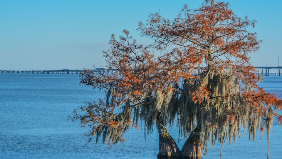 A tree with Spanish moss and autumn leaves in a body of water.